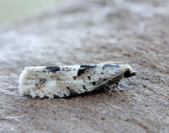 49.254 BF1133 Epinotia bilunana