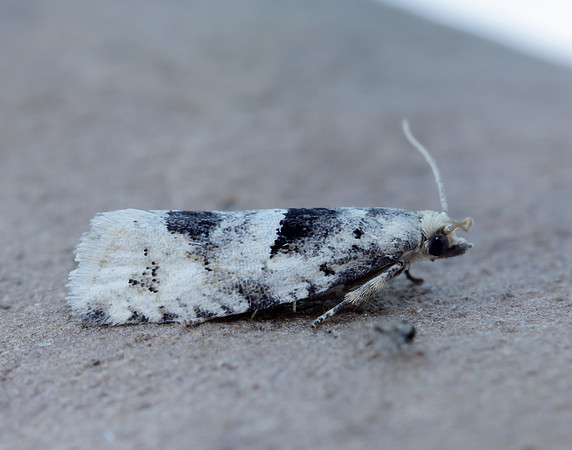 49.254 BF1133 Epinotia bilunana
