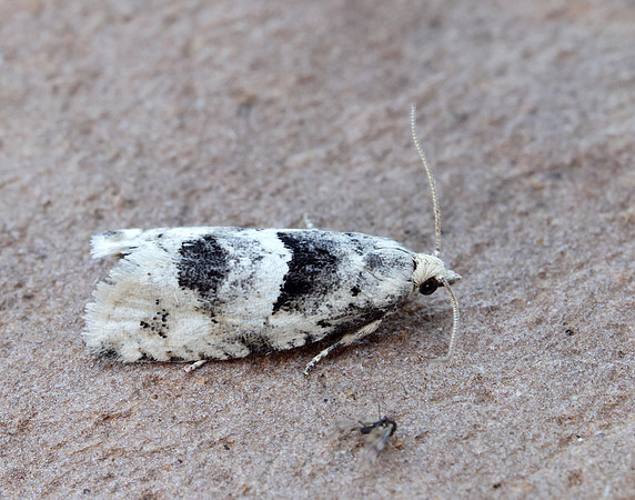 49.254 BF1133 Epinotia bilunana