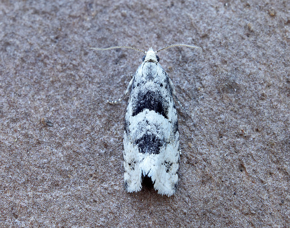 49.254 BF1133 Epinotia bilunana