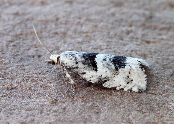 49.254 BF1133 Epinotia bilunana