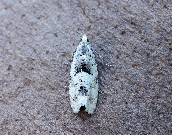 49.254 BF1133 Epinotia bilunana