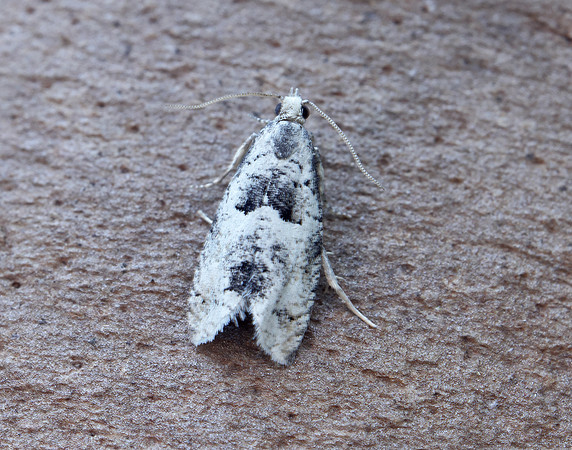 49.254 BF1133 Epinotia bilunana