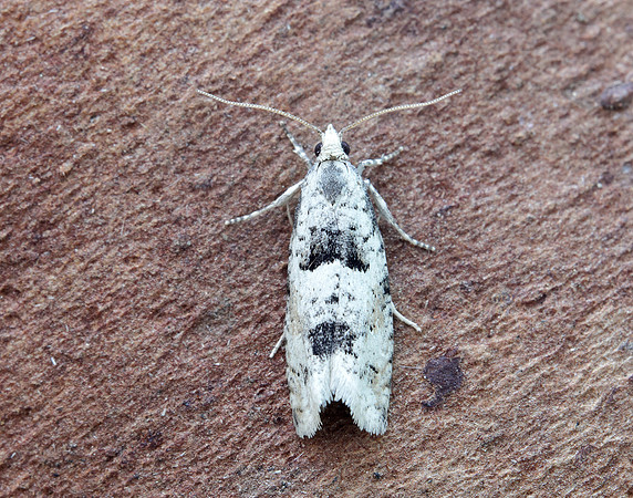 49.254 BF1133 Epinotia bilunana