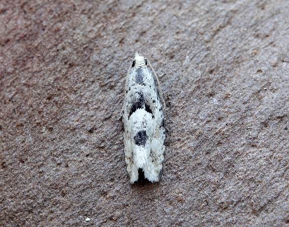 49.254 BF1133 Epinotia bilunana