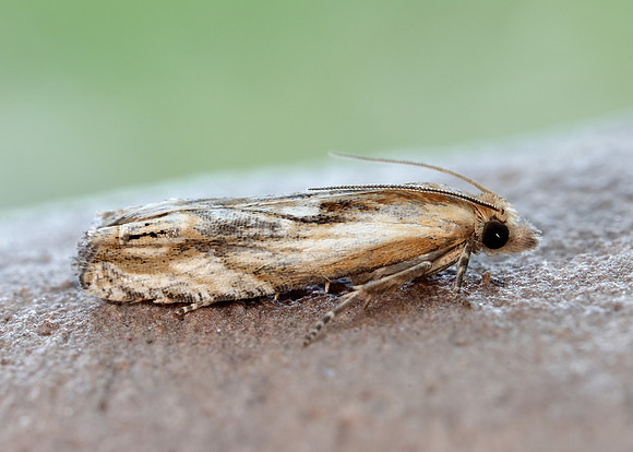 49.265 BF1201 Eucosma cana