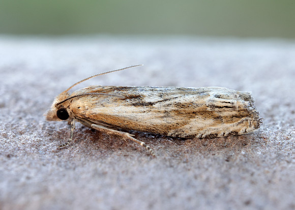 49.265 BF1201 Eucosma cana