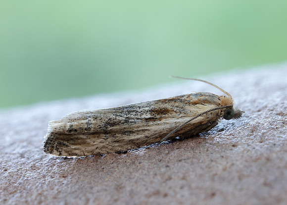 49.265 BF1201 Eucosma cana