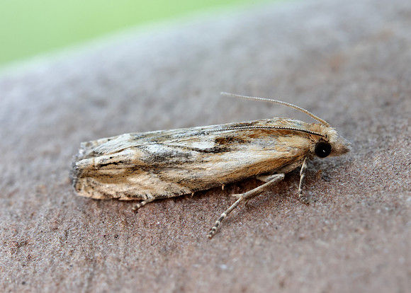 49.265 BF1201 Eucosma cana