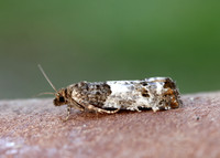 49.298 BF1176 Notocelia trimaculana