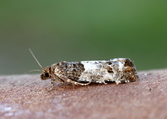 49.298 BF1176 Notocelia trimaculana