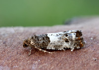 49.298 BF1176 Notocelia trimaculana