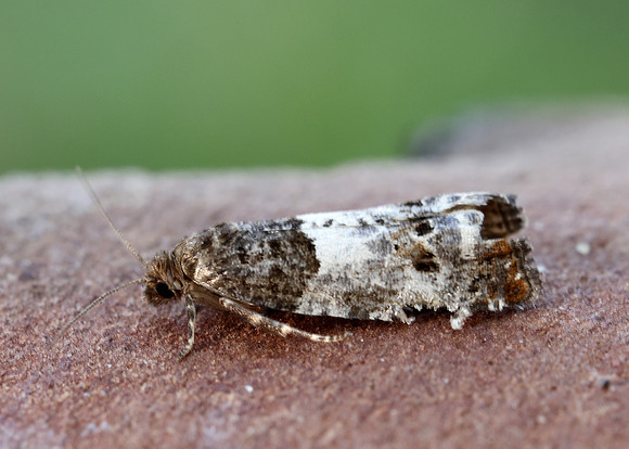 49.298 BF1176 Notocelia trimaculana