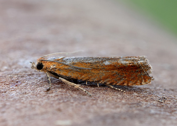 49.345 BF1219 Lathronympha strigana