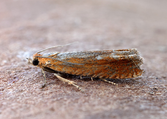 49.345 BF1219 Lathronympha strigana