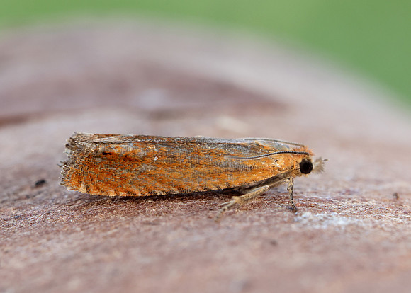 49.345 BF1219 Lathronympha strigana