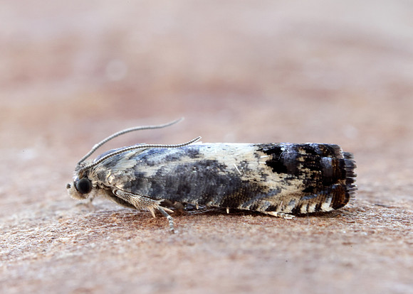 49.367 BF1236 Pammene fasciana
