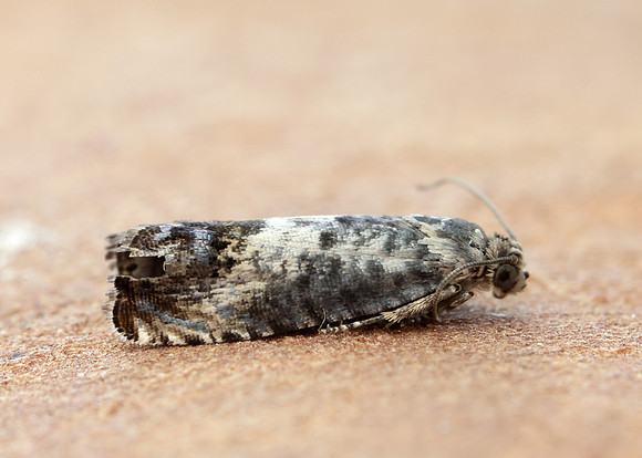 49.367 BF1236 Pammene fasciana