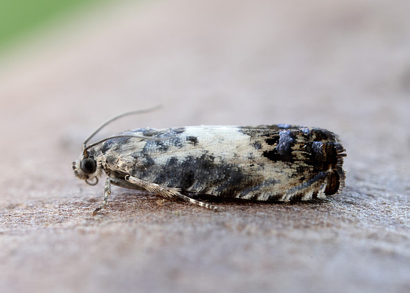 49.367 BF1236 Pammene fasciana