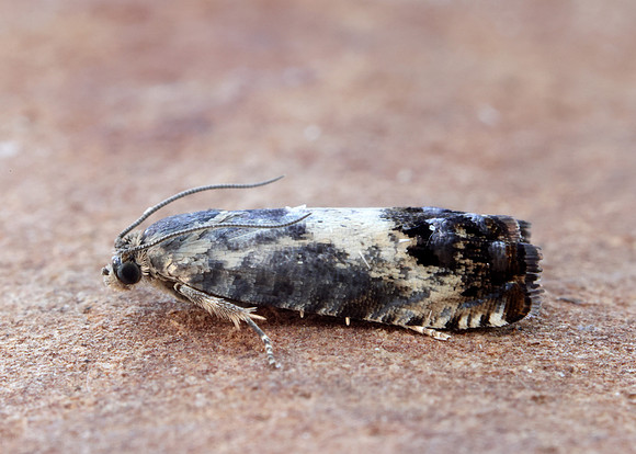 49.367 BF1236 Pammene fasciana