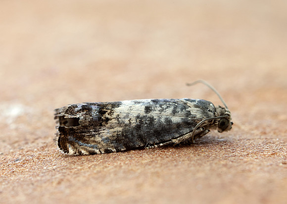 49.367 BF1236 Pammene fasciana