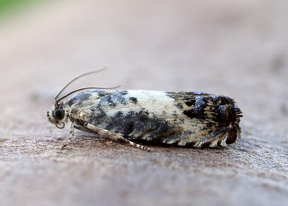 49.367 BF1236 Pammene fasciana