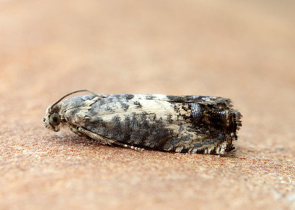 49.367 BF1236 Pammene fasciana