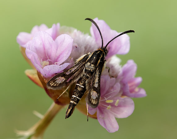 52.016 BF383 Thrift Clearwing Pyropteron muscaeformis
