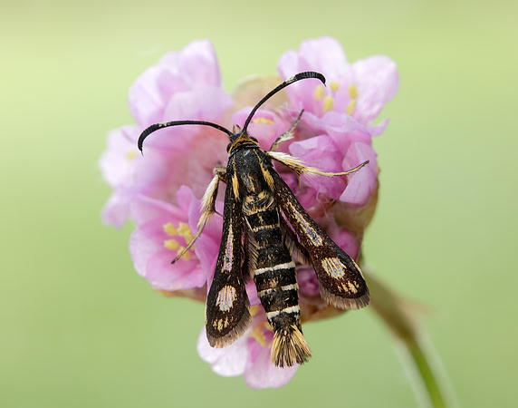 52.016 BF383 Thrift Clearwing Pyropteron muscaeformis