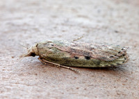62.001 BF1428 Bee Moth Aphomia sociella