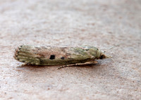 62.001 BF1428 Bee Moth Aphomia sociella