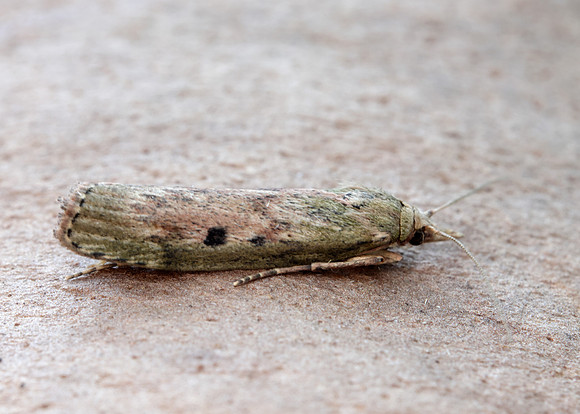 62.001 BF1428 Bee Moth Aphomia sociella
