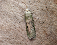 62.001 BF1428 Bee Moth Aphomia sociella