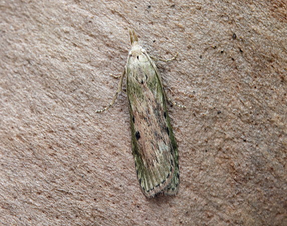 62.001 BF1428 Bee Moth Aphomia sociella