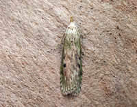 62.001 BF1428 Bee Moth Aphomia sociella