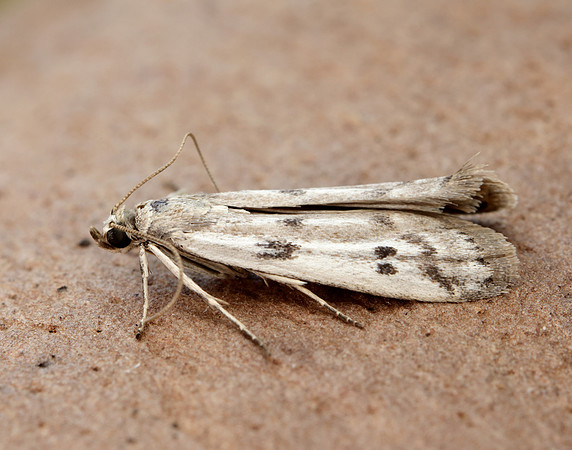62.058 BF1483 Phycitodes binaevella
