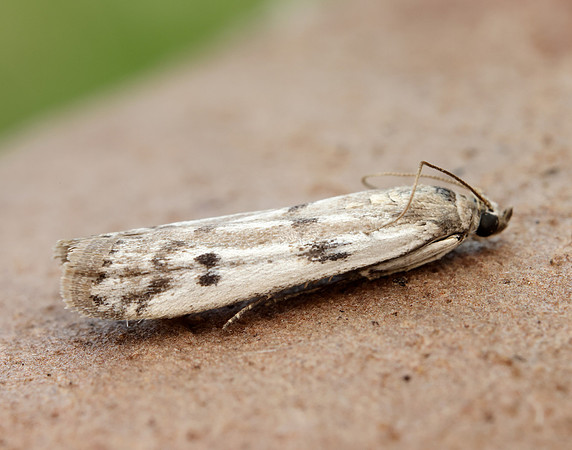 62.058 BF1483 Phycitodes binaevella