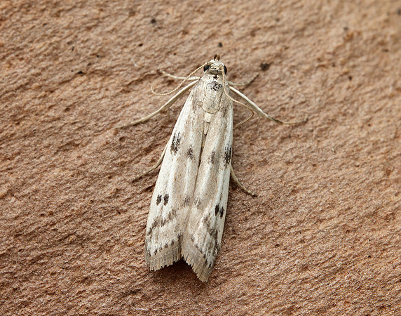 62.058 BF1483 Phycitodes binaevella