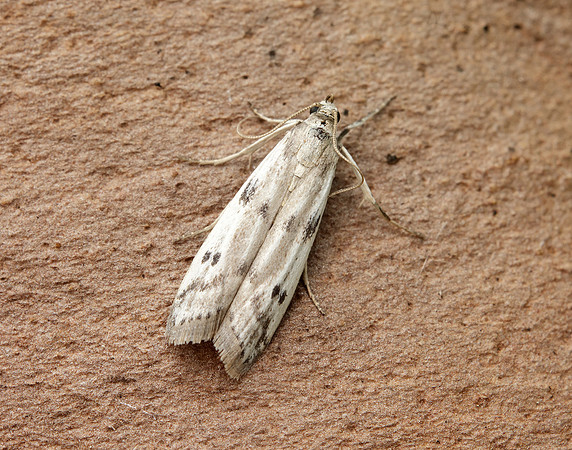 62.058 BF1483 Phycitodes binaevella