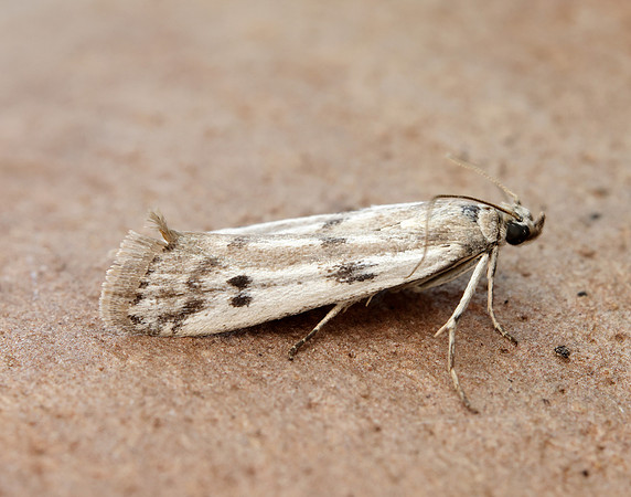 62.058 BF1483 Phycitodes binaevella
