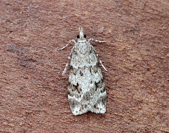 63.064 BF1334 Scoparia ambigualis