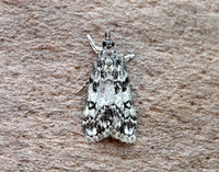 63.067 BF1338 Eudonia lacustrata