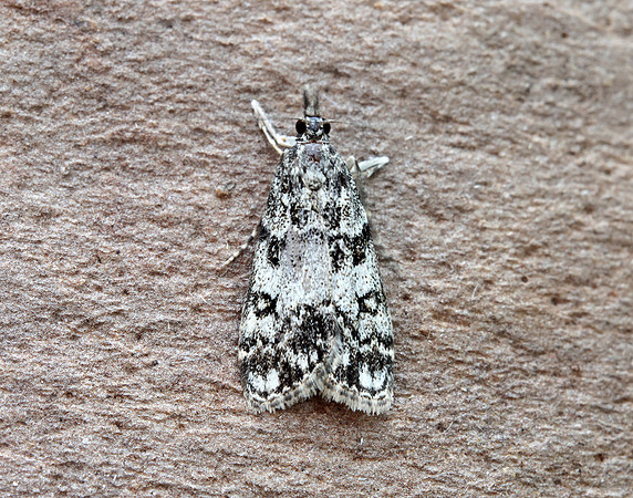 63.067 BF1338 Eudonia lacustrata