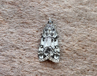 63.067 BF1338 Eudonia lacustrata