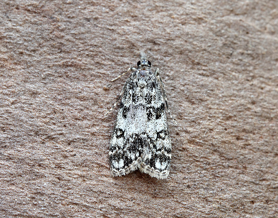 63.067 BF1338 Eudonia lacustrata