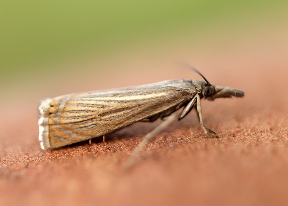 63.080 BF1293 Chrysoteuchia culmella