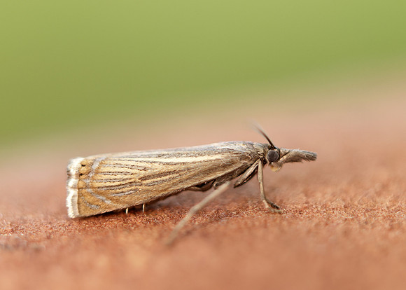 63.080 BF1293 Chrysoteuchia culmella
