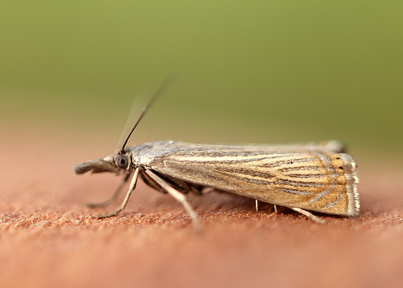63.080 BF1293 Chrysoteuchia culmella