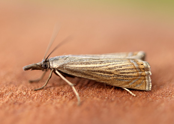 63.080 BF1293 Chrysoteuchia culmella