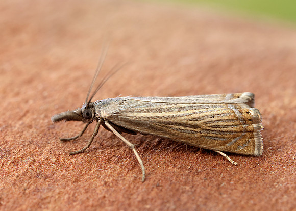 63.080 BF1293 Chrysoteuchia culmella